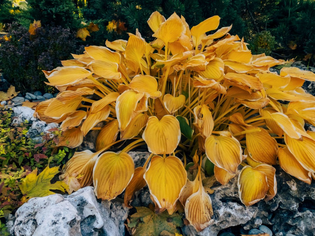 Why Are My Outdoor Plants Turning Yellow?