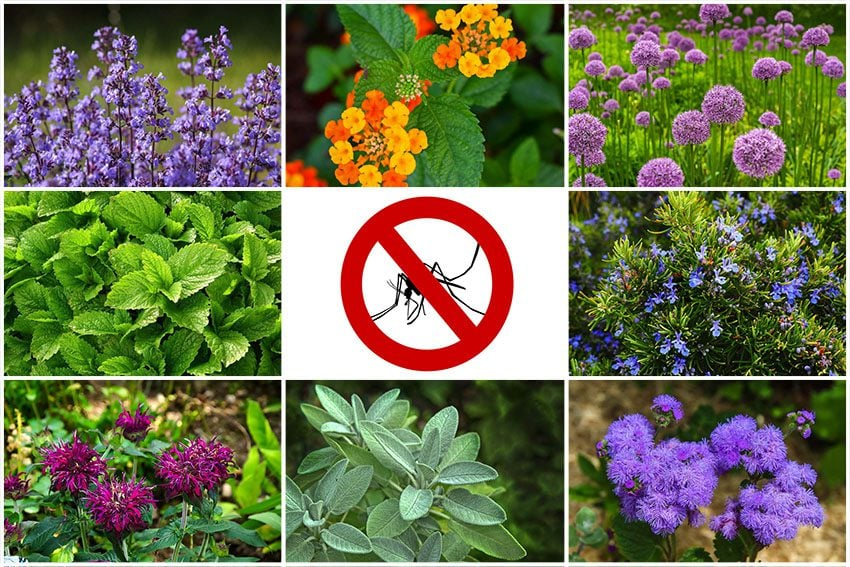 Which Outdoor Plants Repel Mosquitoes?